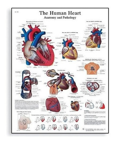 Tabla De Anatomia Y Fisiologia Del Corazon Humano De Papel L