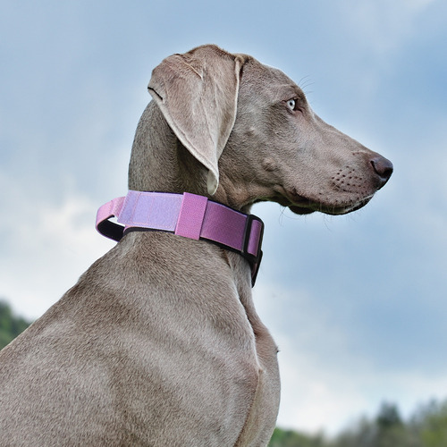 Nuevo Collar Táctico Para Perros Chongnela A Prueba De Explo