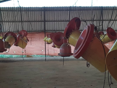 Imagen 3 de 7 de Se Vende Granja En Güigüe, Carabobo - Inmobiliaria Maggi Cod. 347