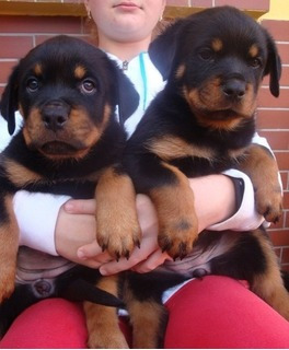 Rottweiler Cachorros Muy Lindos