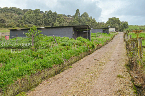 Imagen 13 de 30 de Vendo Finca Avícola En Producción Lenguazaque Villapinzon Casa Camión Galpones Clientes 9100 M2 $500