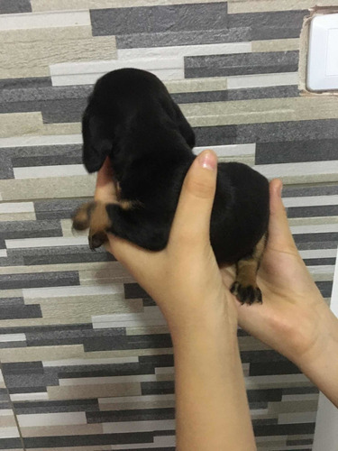 Imagen 9 de 10 de Perros Salchichas Mini 70365966