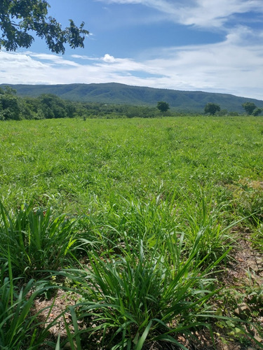 Fazenda Ilha: Propriedade Rural De Dupla Aptidão 