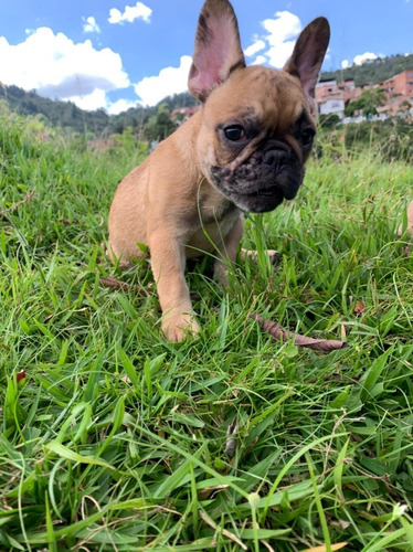 Cachorros Bulldog Francés Fawn Perros Tunja Yopal Duitama 