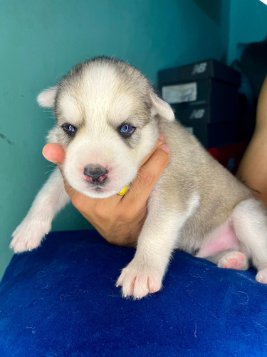 Se Venden Lobo Siberiano Husky