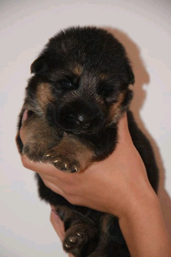 Extraordinarios Cachorros Pastor Aleman Exclusivos Peru