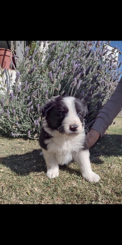 Imagen 7 de 10 de Cachorros Boder Collie