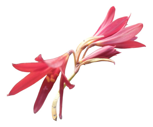 Rhodophiala Bífida, Azucenita Roja O Azucena Sangre De Buey