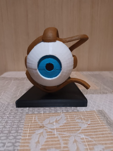 Anatomía Ojo Humano