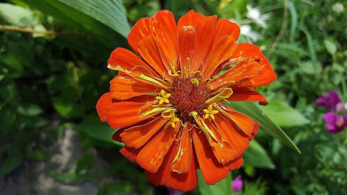 Semente De Zinnia Califórnia Laranja