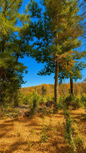 Vive En La Naturaleza Parcela De 10000mt2 En La Placeta
