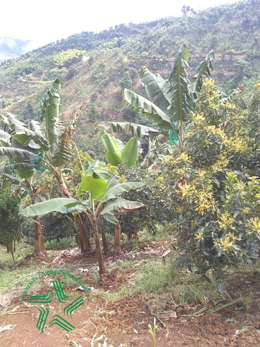 Imagen 7 de 22 de Finca Productiva A La Venta Via A Marsella