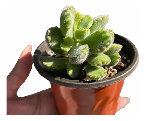 Cotyledon Tomentosa 4 Pulgadas