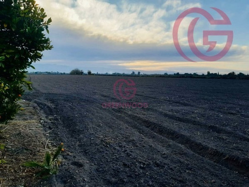 Imagen 4 de 5 de Greenwood Vende Excelente Finca, Con Derecho De Riego Y Agua De Pozo, Lista Para Cultivos.
