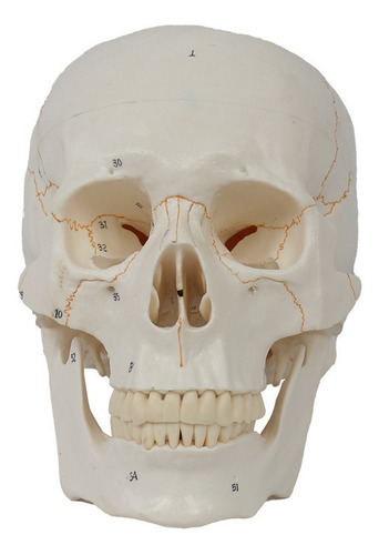 Modelo De Cráneo Humano Médico Craneal Digital Etiquetado