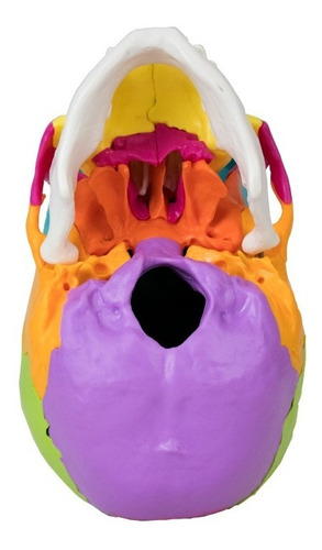 Cranio Didatico Desmontavel 22 Partes Anatomical Plus Ap015