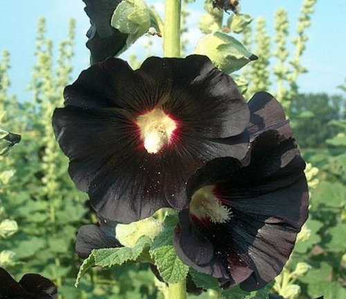 15 Sementes Malva Negra Alcea Rosea Nigra Preta Flor P Mudas