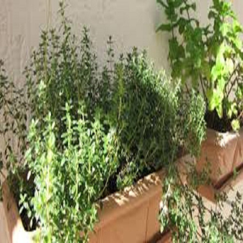 100 Sementes Tomilho/timo ** Thymus Vulgaris