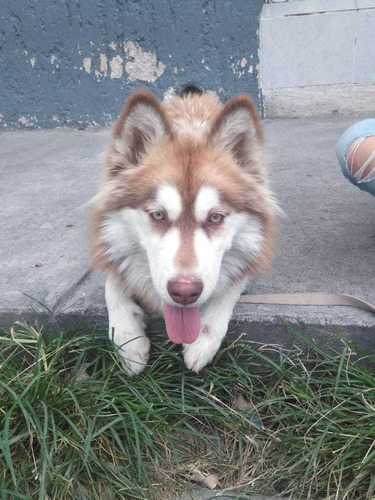 Alaska Malamute