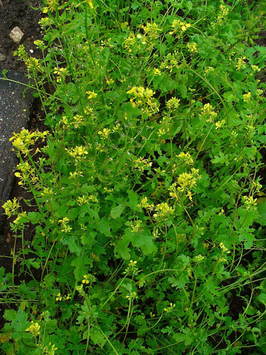 Imagem 3 de 4 de Mostarda Branca Sinapsis Alba Brassica 200 Sementes P/ Mudas