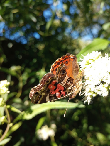 Austroepatorium Chilca De Olor Mariposera Doctorcito (x3)