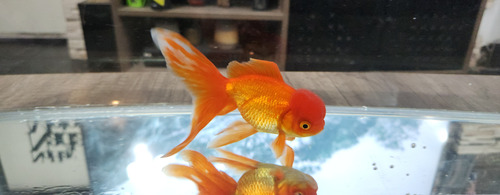 Pez Oranda Cabeza De Leon .2 Durazno Dorado