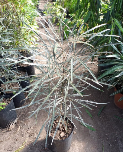 Imagen 3 de 3 de Aralia Elegantisima 5lts