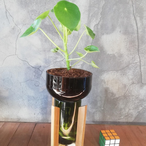 Imagen 5 de 10 de Plantas Interior Cuchara Little Plant 27 Con Soporte