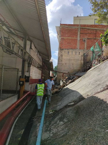Imagen 3 de 5 de Servicio De Poda, Tala, Desmalezamiento Y Fumigación.