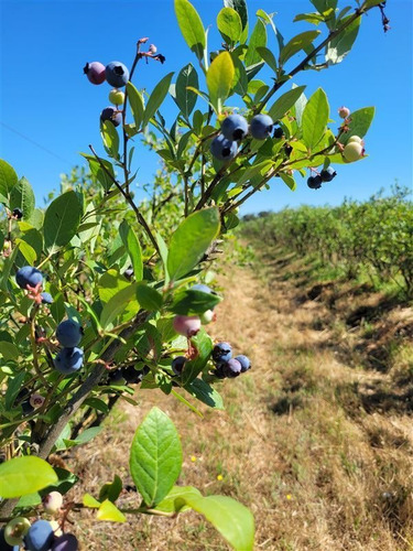 Imagen 1 de 18 de Agrícola En Venta En Ñiquén
