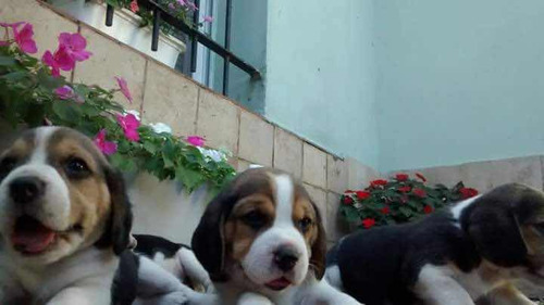 Cachorros Beagle Tricolor C/pedigree