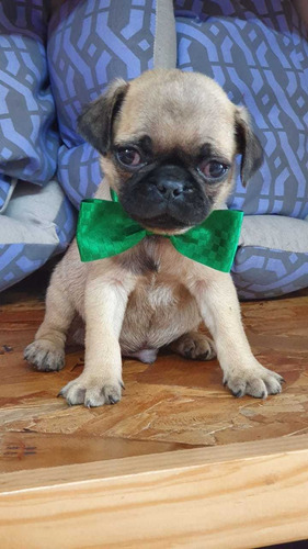 Bonitos Pug Cachorros Hermosos
