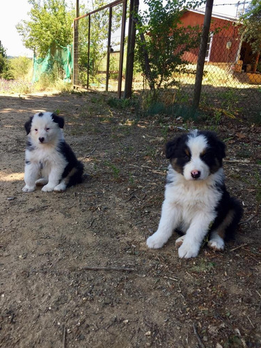 Cachorros Pastor Australiano