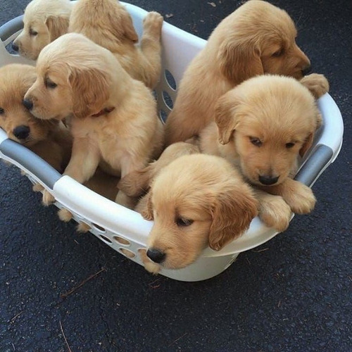 Hermosos Cachorros Golden Retriever 