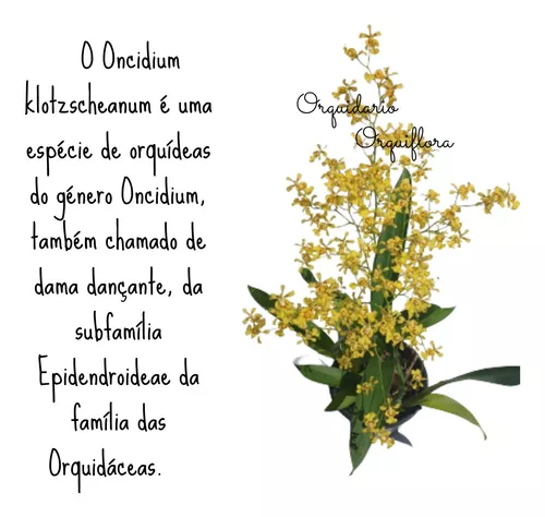 Linda Muda Orquídea Oncidium Obryzatum