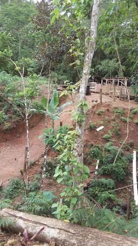 Imagem 20 de 30 de Chácara Rural A Venda Em Ilhota/sc - 1684c