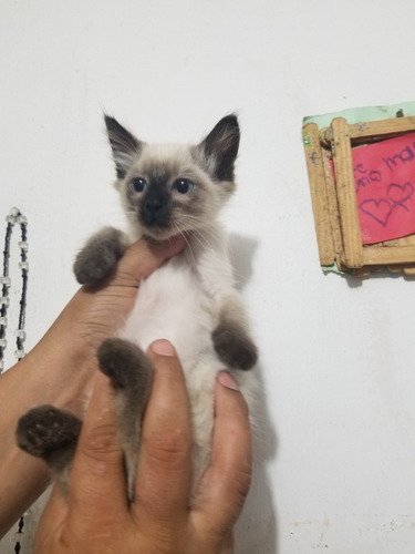 Siames, Gatitos