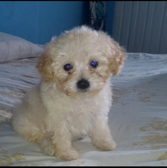 Poodle mini preço Clearance