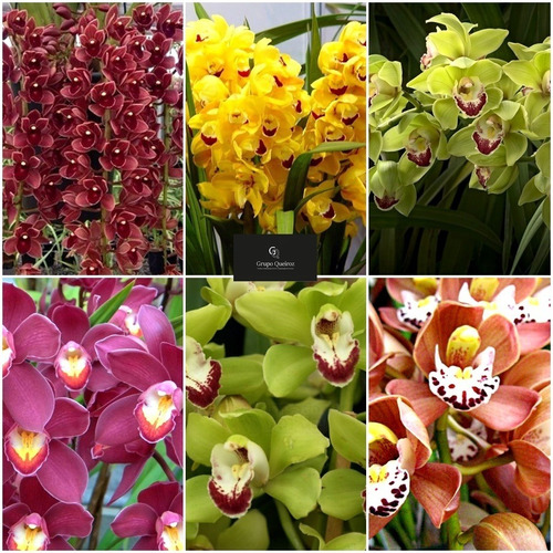 05 Mudas Lindas De Orquídeas Variadas Cymbidium Na Promoção | MercadoLivre