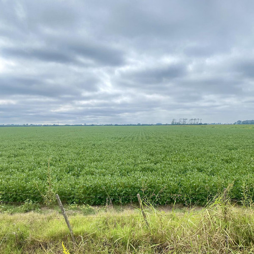 Campo - San Nicolas De Los Arroyos