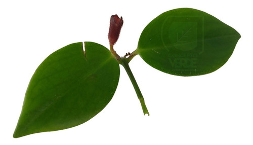 Planta Lápiz Labial