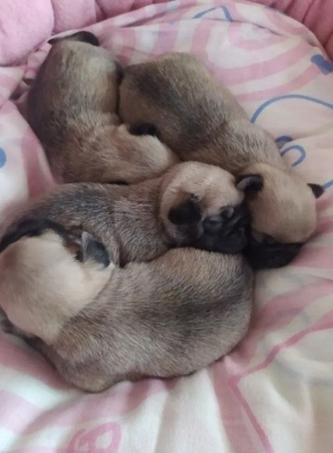 Imagen 2 de 2 de Camadas De Cachorros Pug Carlino 100% Vacunados Y Desparasit