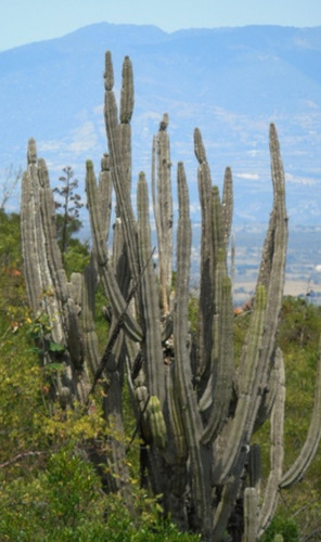 Stenocereus Pruinosus, Pitayo, 15 Semillas, Nv