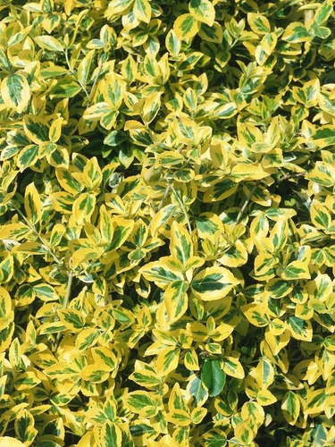 Olea Texana Amarilla Para Cerco Perimetral 10l Vivo Pack X10