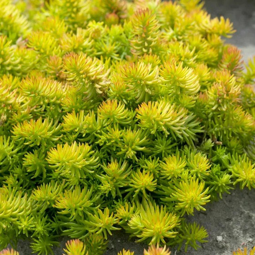 Sedum Rupestre 15 Plantas Maceta N12