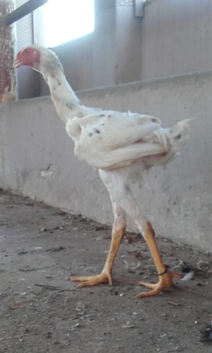 Ovos Galados Galinha Gigante