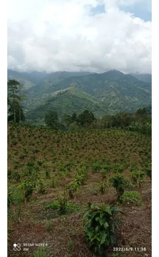 Se Vende Finca Cafetera Génova Quindío