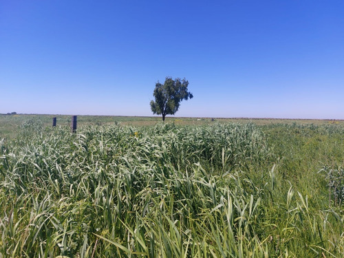 Se Vende Isla Entre Rios Sobre Arroyo Tigre