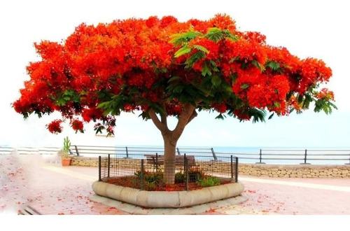 10 Sementes Flamboyant Vermelho Delonix Regia Bonsai P/ Muda