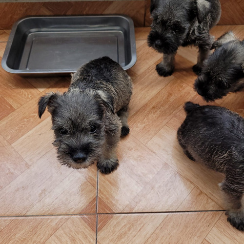 Lindos Schnauzer Miniatura Padres Inscritos